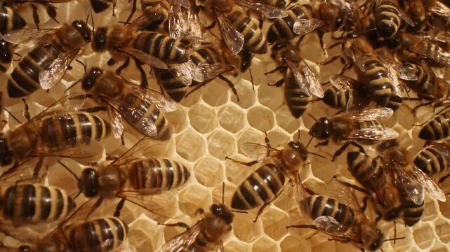 Closeup view of beehive life inside with honey bees carying on offsprings in hexagonal cells of wax combs situated on frames creating many plates and gaps between. Wide angle macro take.