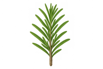 Rosemary sprig illustration with fresh green leaves and stem, culinary herb for cooking and seasoning on transparent background