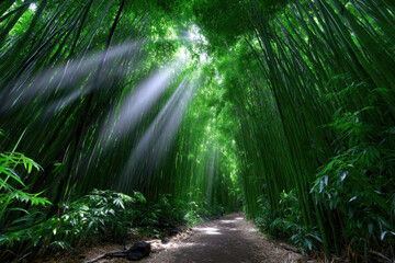 Obraz premium Pathway through a bamboo forest illuminated by sunlight in a serene natural setting
