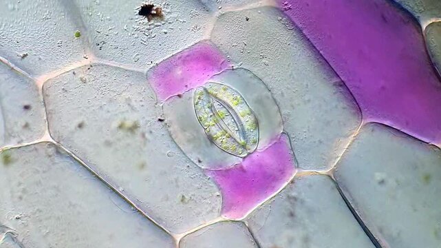 Tradescantia spathacea Leaf Microscopy Showing Stomatal Complex