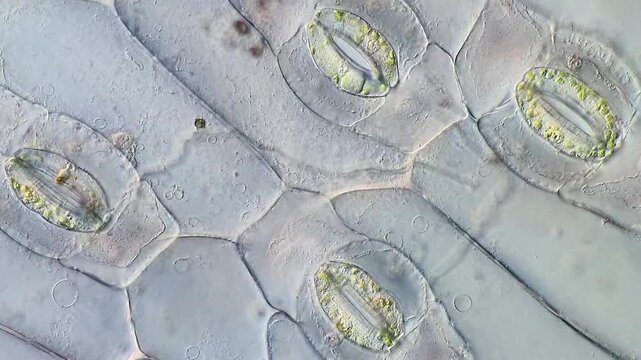 Close-Up of Leaf Surface and Stomatal Cells in Tradescantia discolor