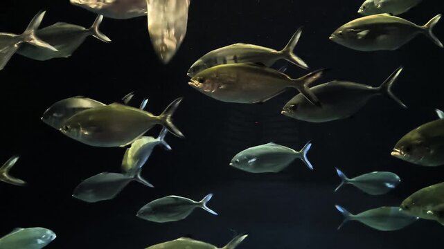 A school of fish known as pompano or palometa in an aquarium