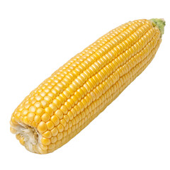Fresh yellow corn on the cob isolated on transparent background