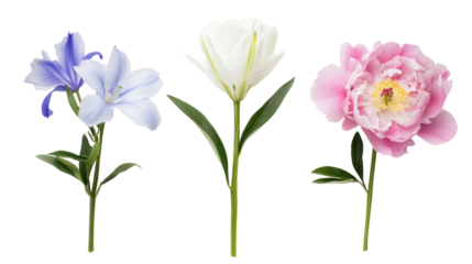 Three artificial flowers including a pink peony and blue iris isolated on transparent background