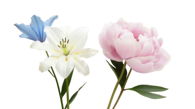 Three delicate flowers including a pink peony and white lily isolated on transparent background