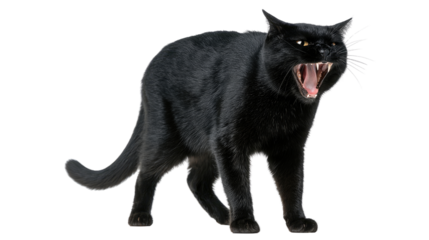 Angry black cat silhouette with sharp teeth hissing in a defensive pose showing fierce aggressive expression isolated on white background
