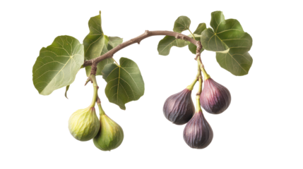 Hanging fig branches with leaves one with green figs and ripe figs on transparent background