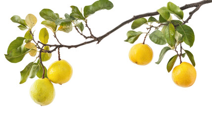 Ripe yellow plums hanging from a branch isolated on transparent background