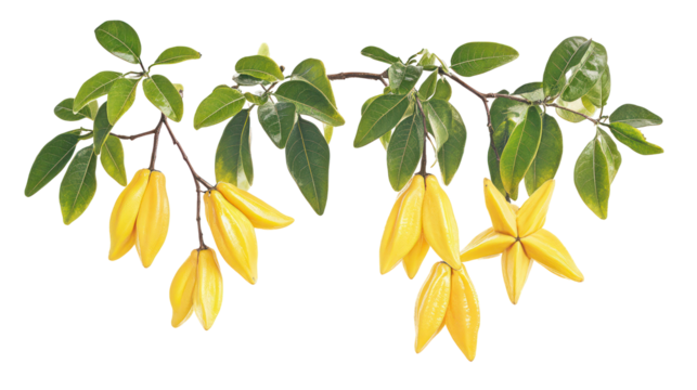 Two sets of star fruit branches with green leaves and yellow fruits on transparent background