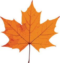 Obraz premium Autumn maple leaf, orange fall foliage, seasonal nature background, isolated leaf on white, botanical detail, autumn season, natural environment, ecology