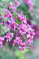 ハギ（萩）の花　Bush clover