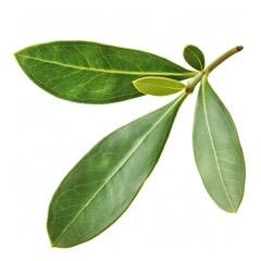 Fresh jojoba leaves showcasing vibrant green color on a clean white background