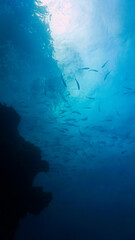  Underwater photography from a scuba dive. School of fish in the deep wild and blue ocean.