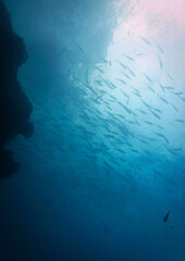  Underwater photography from a scuba dive. School of fish in the deep wild and blue ocean.