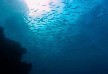  Underwater photography from a scuba dive. School of fish in the deep wild and blue ocean.