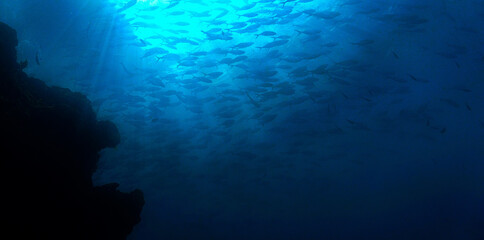  Underwater photography from a scuba dive. School of fish in the deep wild and blue ocean.