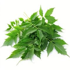 Fresh neem leaves showcasing vibrant green hues with detailed textures against a clean background