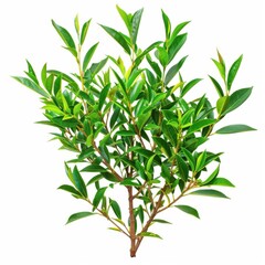 Vibrant tea tree branch showcasing lush green leaves against a clean white backdrop
