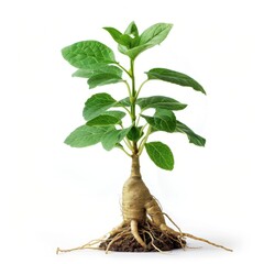 Ginseng plant showcasing roots and leaves in a clean and minimalistic composition