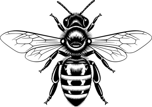 Honeybee | Black and White Vector illustration

