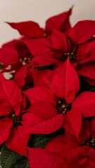 祝祭の雰囲気をまとった真紅の面と深緑の面積比を吟味し視認性を保ちながら華やぎを添えるポインセチア接写. 生成AI