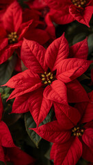 花芯へ導く滑らかな曲線と穏やかなハイライトで温かさを感じさせるポインセチアの近接構図が冬の紙面を彩る. 生成AI