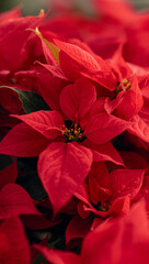 花芯付近の立体感と端正な輪郭を際立たせる調子づけで洗練された祝祭の空気を伝えるポインセチアの接写. 生成AI