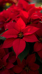 赤の面積を主役に据え緑のトーンで引き締めたクリスマスらしい配色設計のポインセチアが冬の紙面を格上げ. 生成AI