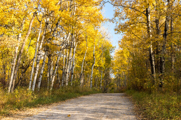 Obraz premium Edmonton’s Multi-User Pathway in Autumn Season with blue sky and yellow leaves