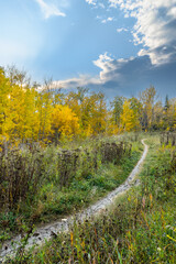 A  path made by bikers in natural area