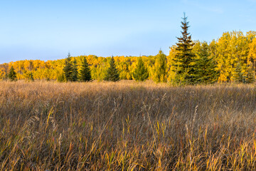 Natural area meadow in fall season with yellow leaves trees and blue sky background