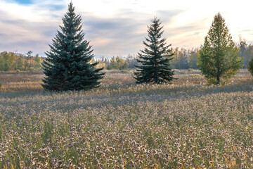 Natral area in city park at fall when meadow plants form seed heads