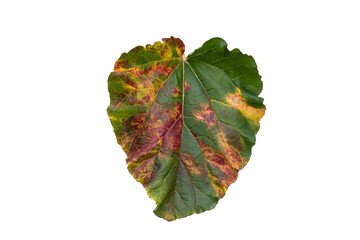 Rhubarb leaves turning red in fall season isiolated on white background