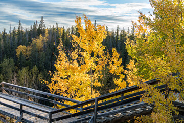 Backlit tree with yellow leaves in fall season with wooden steps in front