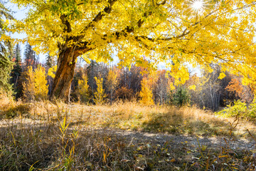 Backlit trees with leaves turning yellow in fall season