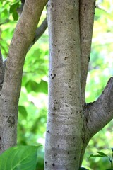 Dendropanax trifidus fruits. Araliaceae evergreen tree. Small flowers bloom in umbels in summer, and the fruits (berries) ripen to a dark purple color in autumn.