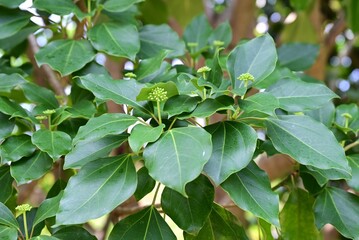 Dendropanax trifidus fruits. Araliaceae evergreen tree. Small flowers bloom in umbels in summer, and the fruits (berries) ripen to a dark purple color in autumn.