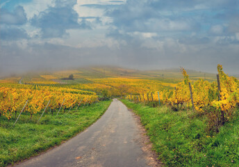 Walking among Rheingau vineyards with their stunning colors in the autumn season, Rüdesheim am...
