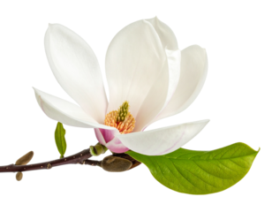one magnolia flower , png file of isolated cutout object on transparent background png 