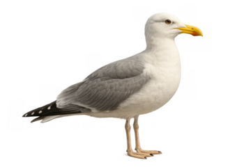 Seagull standing cutout displaying coastal wildlife bird with transparent background for design assets