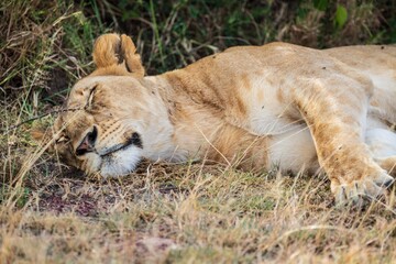 Lioness Asleep on the Ground in the Shade of the Bush