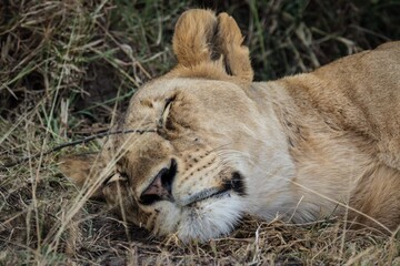 Lioness Asleep on the Ground in the Shade of the Bush