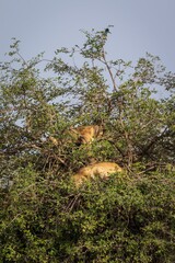 Two Lionesses Resting High in an Acacia Tree in Africa