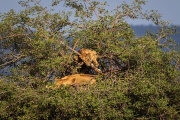 Fototapeta premium Two Lionesses Resting High in an Acacia Tree in Africa