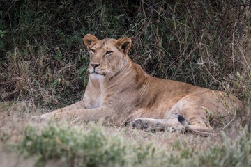 African Lioness Resting in Tall Grass, Serengeti, Tanzania