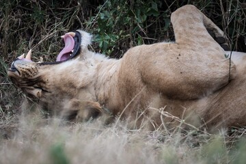 Obraz premium Lioness Yawning While Relaxing on Her Back in the Grass