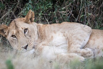 Intense Stare of a Lioness Lying Down in the Undergrowth, Serengeti, Tanzania