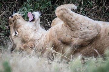 Lioness Yawning While Relaxing on Her Back in the Grass
