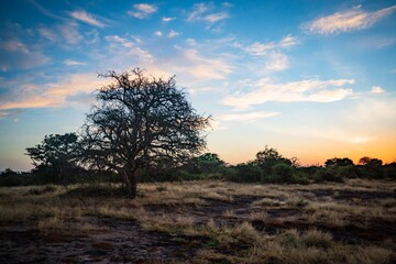 Obraz premium Leafless Tree Silhouetted Against Colorful Savanna Sky at Sunrise