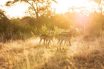 Herd of Impala in Golden Light at Sunset on the Safari